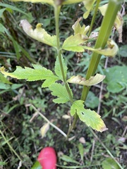 Pastinaca sativa
