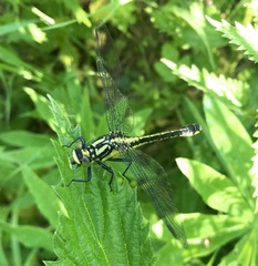 Gomphus vulgatissimus