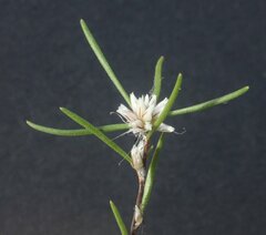 Laxmannia sessiliflora australis