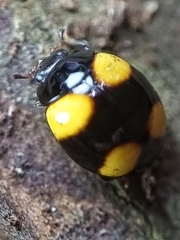 Coccinellidae