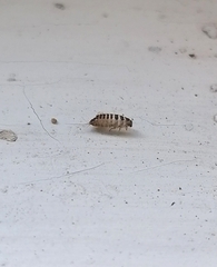 Dermestes