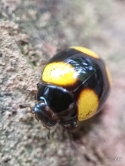 Coccinellidae