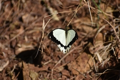 Papilio dardanus