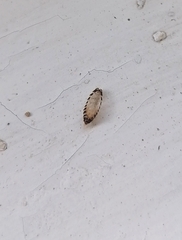Dermestes