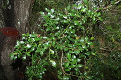 Psydrax odorata odorata