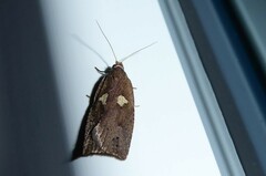 Planotortrix