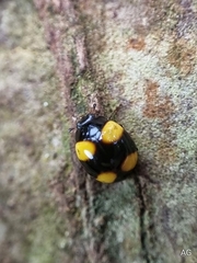 Coccinellidae
