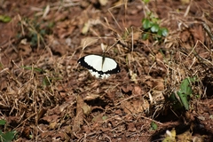 Papilio dardanus