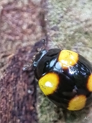 Coccinellidae