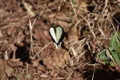 Papilio dardanus