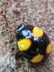 Coccinellidae