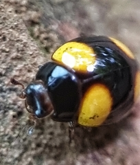 Coccinellidae