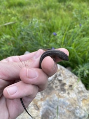 Trachylepis capensis