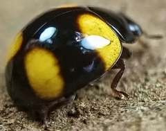 Coccinellidae