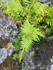 Athyrium