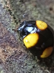Coccinellidae