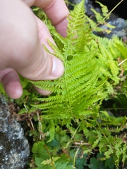 Athyrium