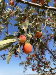 Malus