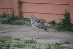 Burhinus capensis