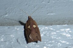 Planotortrix