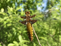 Libellula depressa