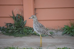 Burhinus capensis