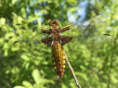 Libellula depressa