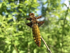 Libellula depressa