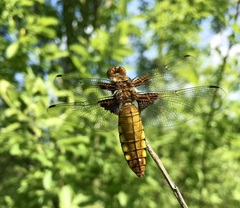 Libellula depressa