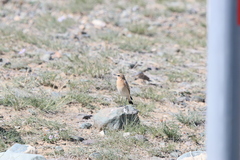 Oenanthe isabellina