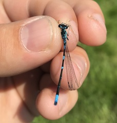 Coenagrion pulchellum