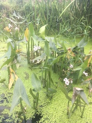 Sagittaria sagittifolia
