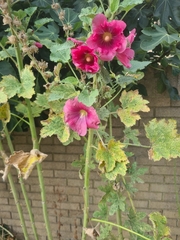 Alcea rosea
