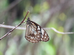 Tirumala hamata