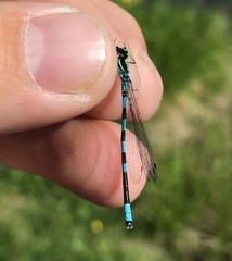 Coenagrion hastulatum