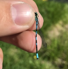 Coenagrion hastulatum