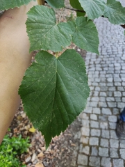 Tilia platyphyllos