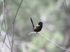 Malurus melanocephalus