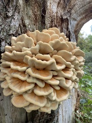 Laetiporus sulphureus