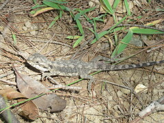 Pogona barbata