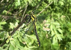 Gomphus vulgatissimus