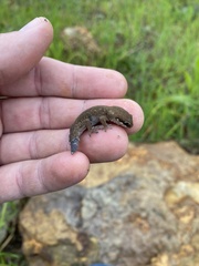 Pachydactylus geitje