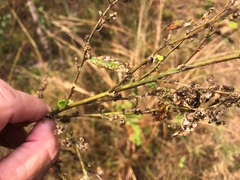 Sida hackettiana