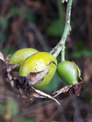 Rosa canina