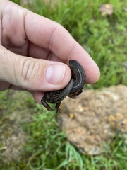 Trachylepis capensis