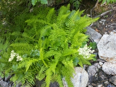Athyrium