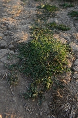 Polygonum