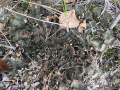 Peltigera polydactylon