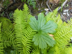 Athyrium