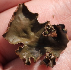 Peltigera polydactylon
